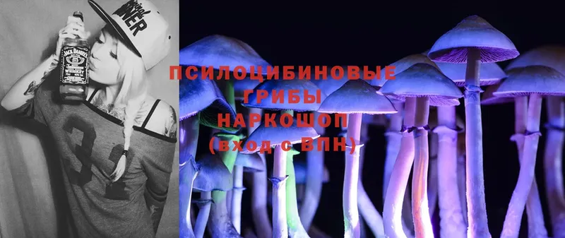 Псилоцибиновые грибы Psilocybe  Шлиссельбург 